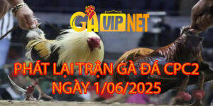 PHÁT LẠI TRỰC TIẾP ĐÁ GÀ CPC3 1/6/2025