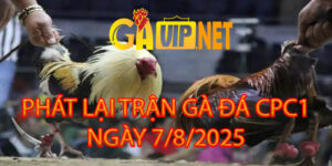 PHÁT LẠI TRỰC TIẾP ĐÁ GÀ CPC1 7/8/2025